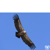 گونه کرکس Eurasian Griffon Vulture